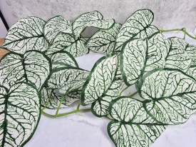 Guia hojas grandes blancas y verde